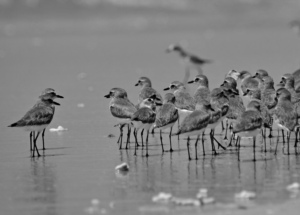 leader birds speaking together