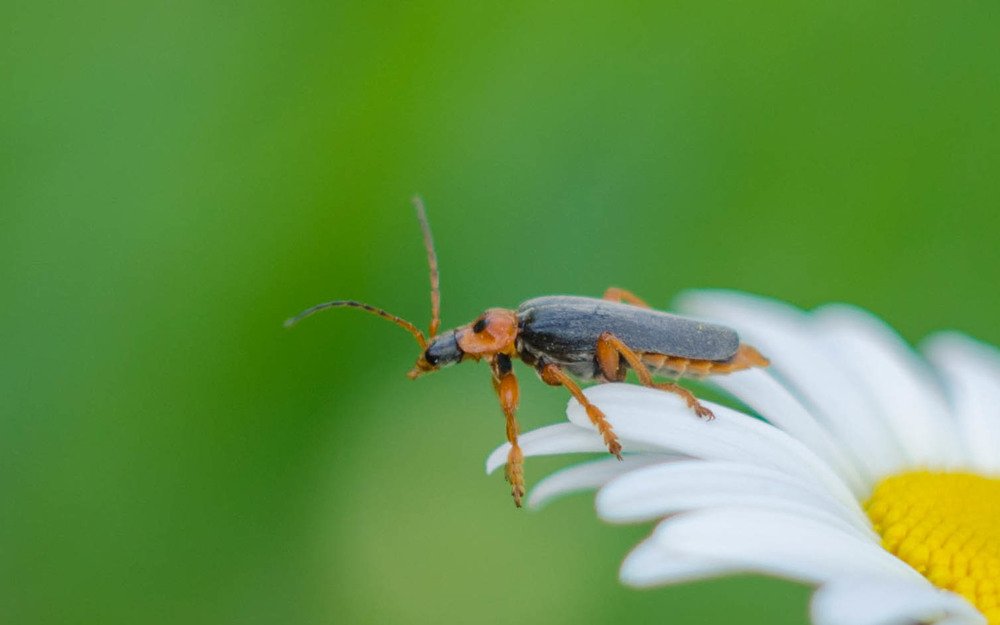 Photograph by Алина Блинова