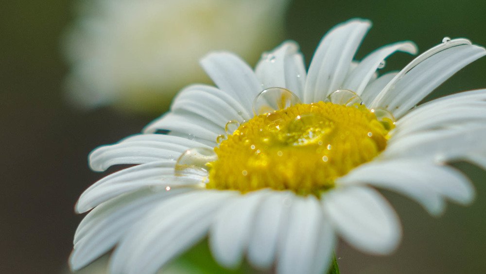 Photograph by Алина Блинова