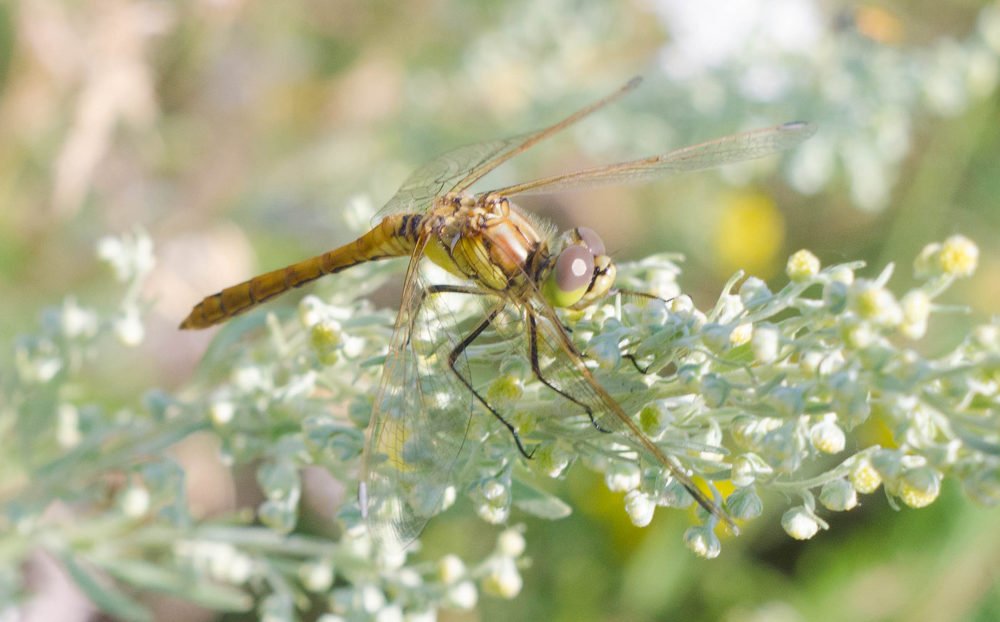 Photograph by Алина Блинова