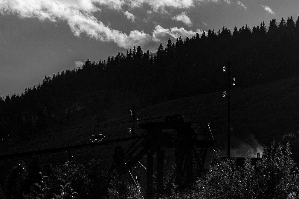 Бродячая собака