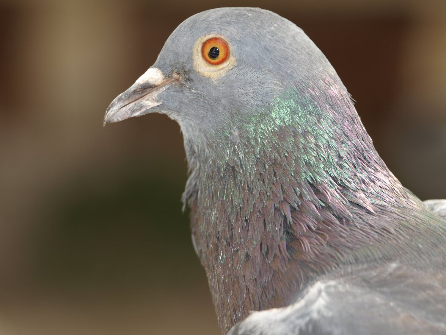 City Dove