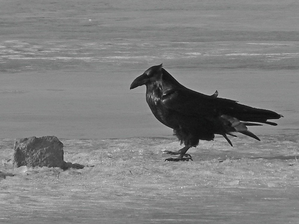 Чёрный ворон