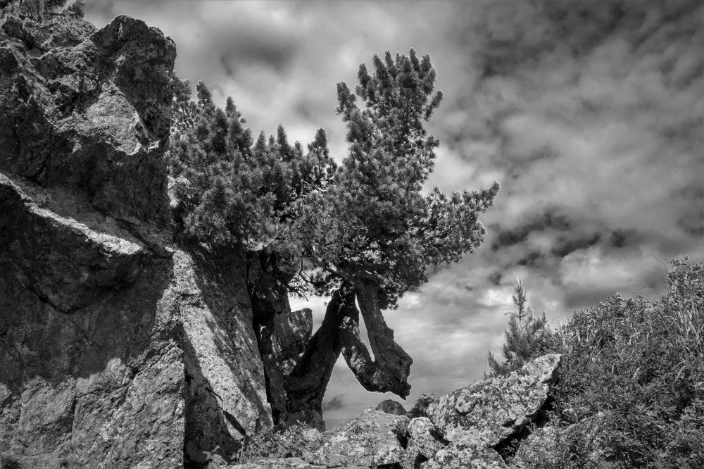 Старый мудрый кедр