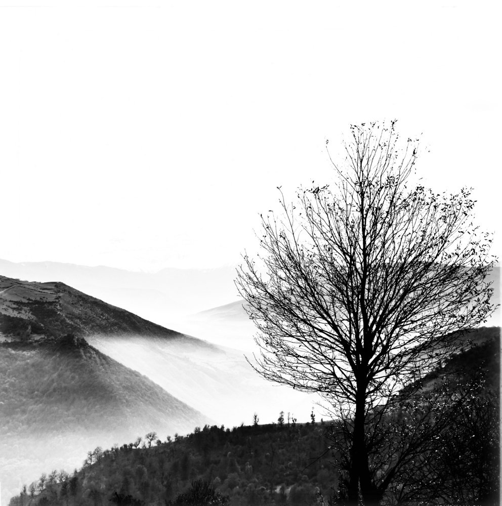 Only tree