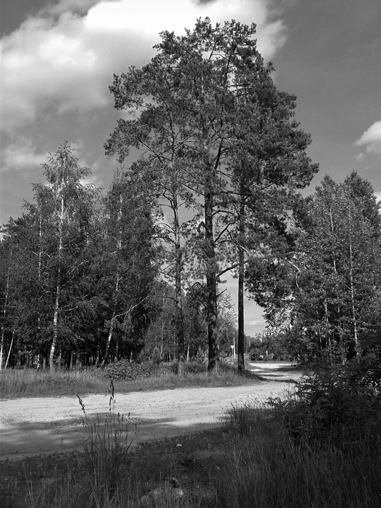 Дорога в лесу