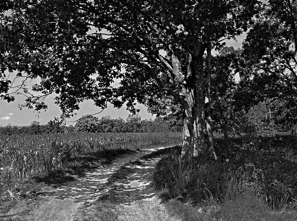 В тени дуба