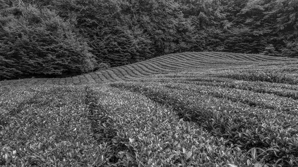 Чайные плантации