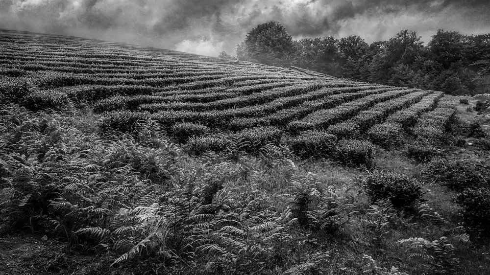 Перед грозой