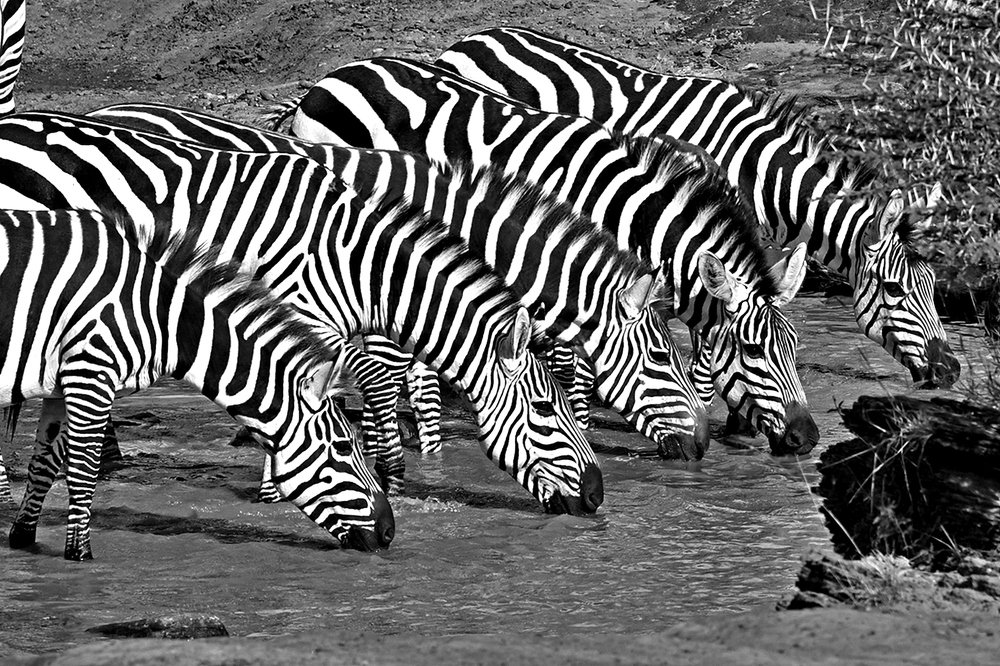 THIRSTY ZEBRAS