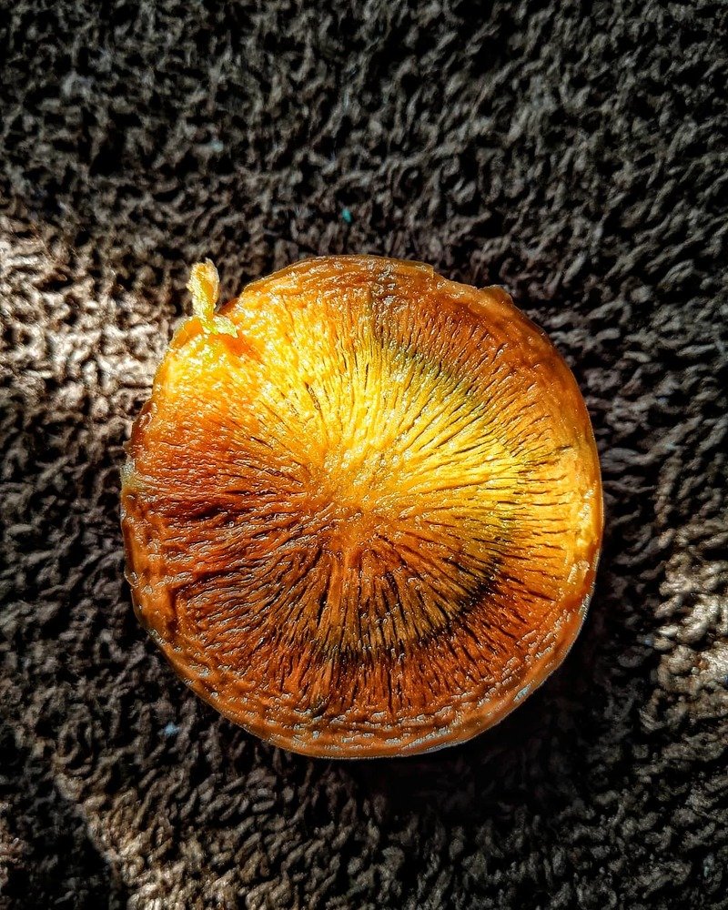 Healthiness from the root
