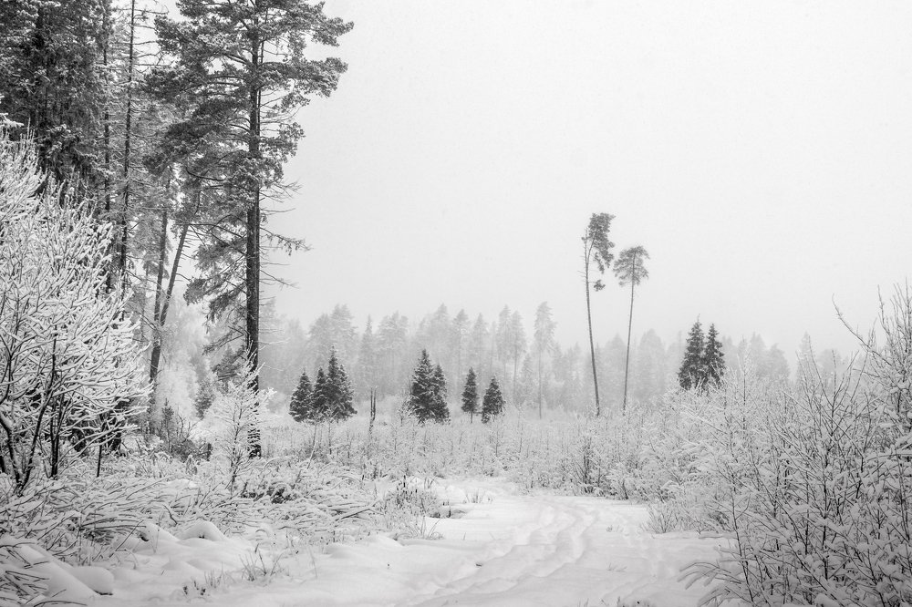 Черно-белая зима