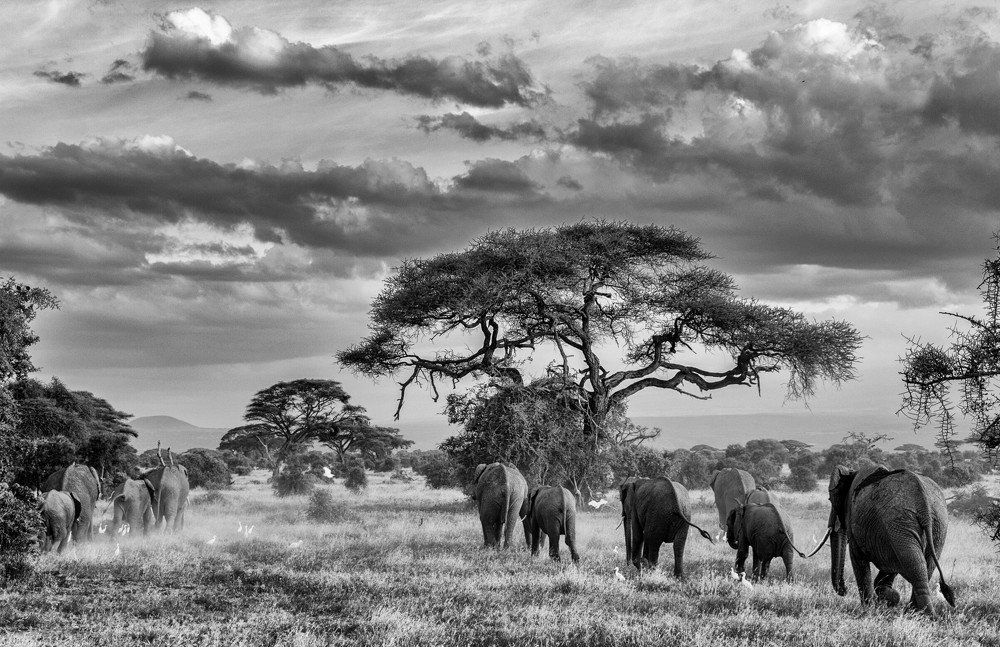 Elephants in Amboseli