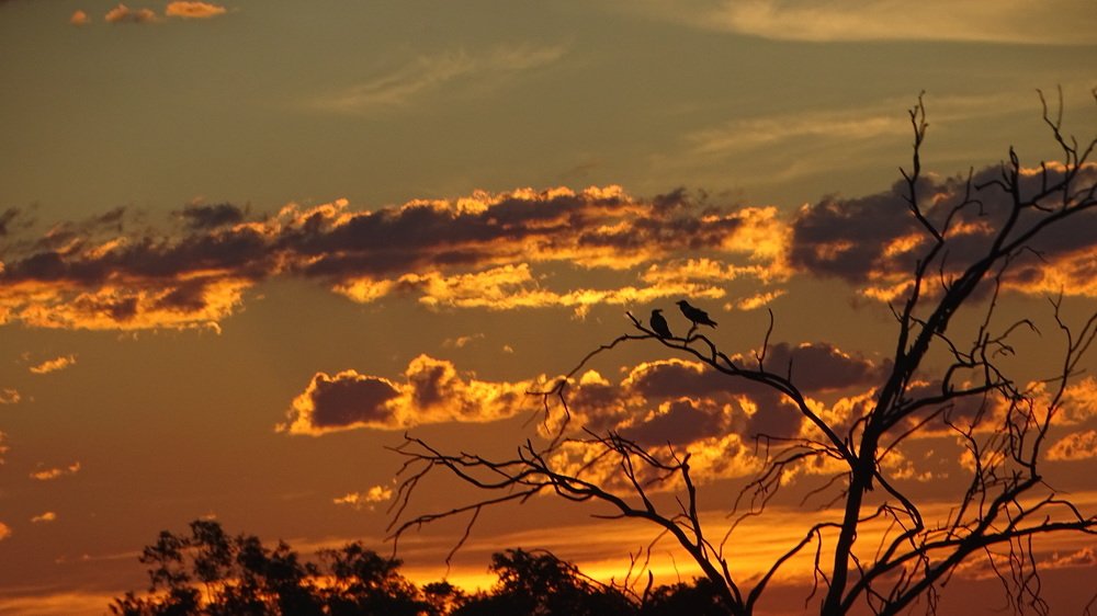 Two birds watching the sun set