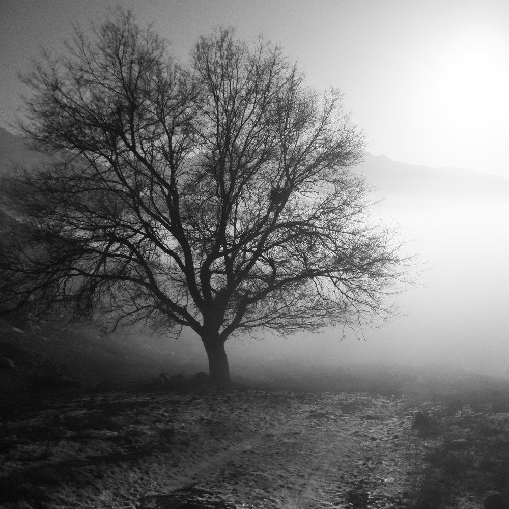 Tree in the fog