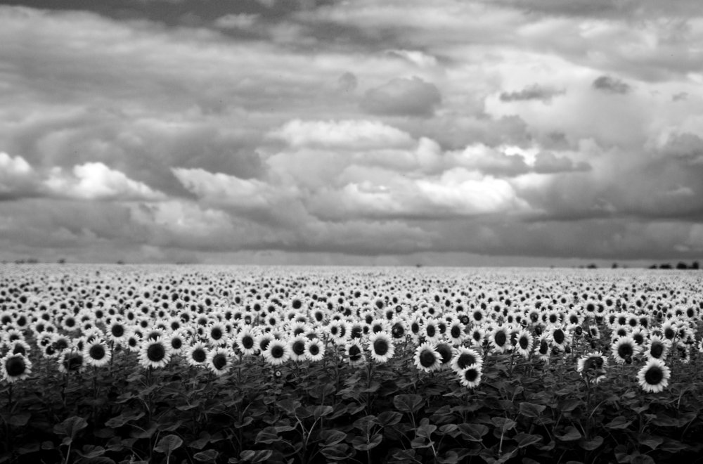 дети солнца