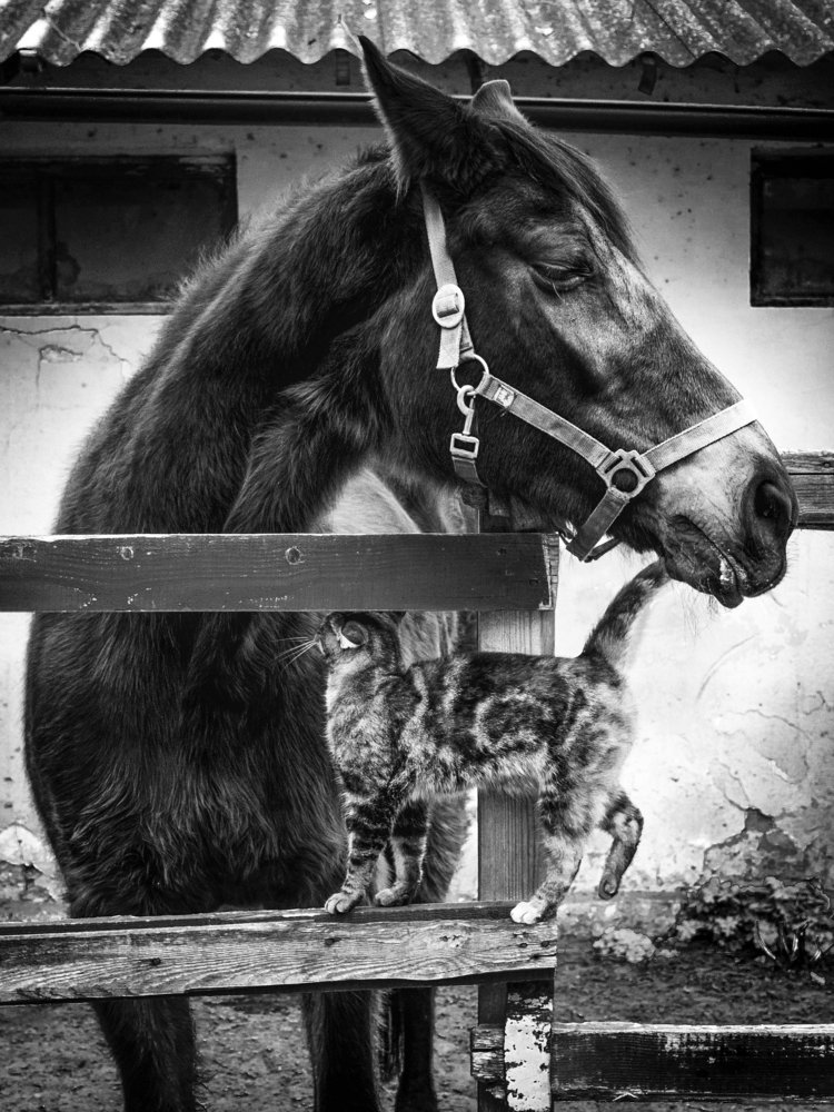 Несущие ветер. Весна