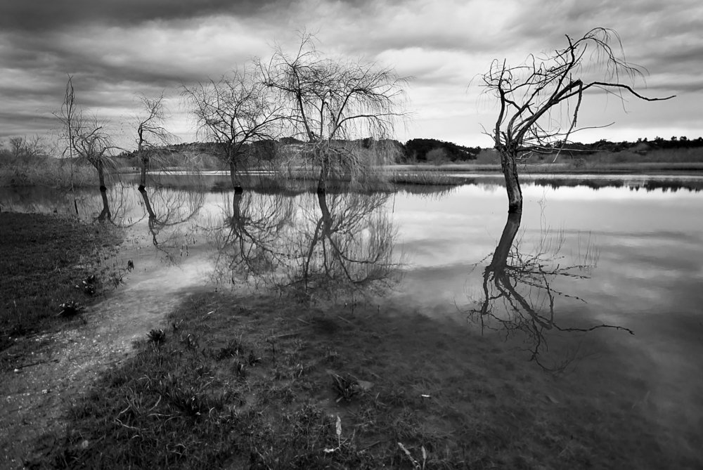 As árvores morrem de pé