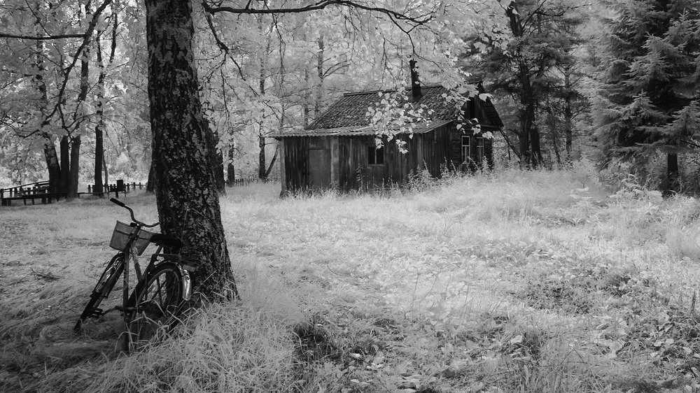 Лесной сюжет