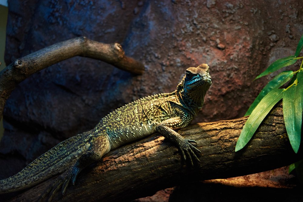 Ящерица Вебера