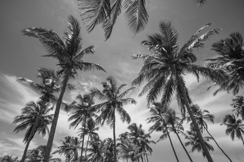 Meus coqueiros lindos.