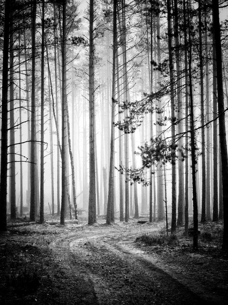 Туманный лес