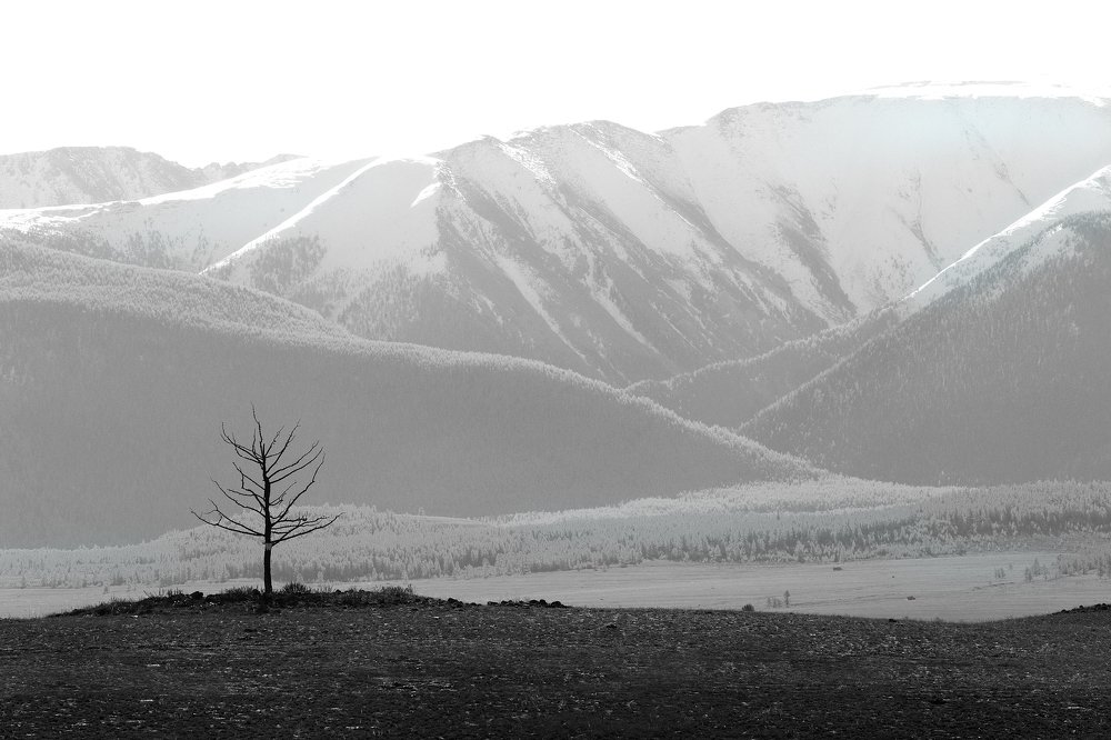 Одинокое дерево