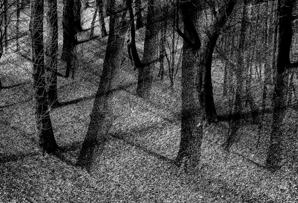 По ту сторону леса