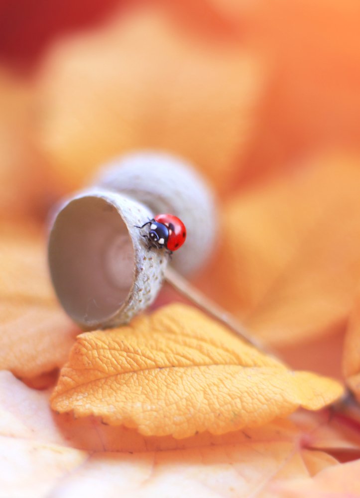 Коровка на желуде