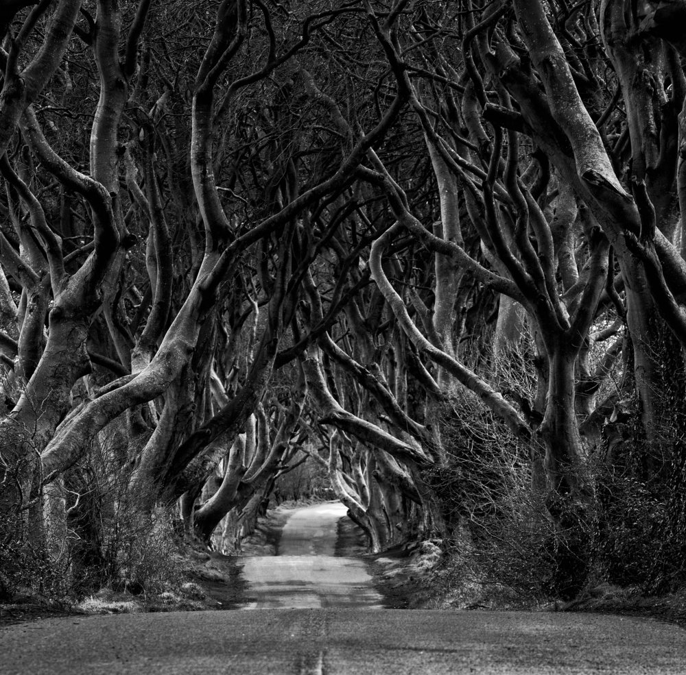 Dark Hedges