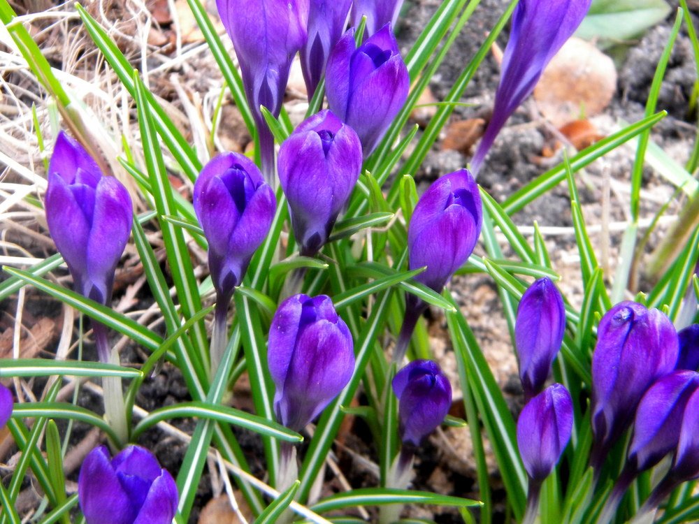 Delicate crocuses