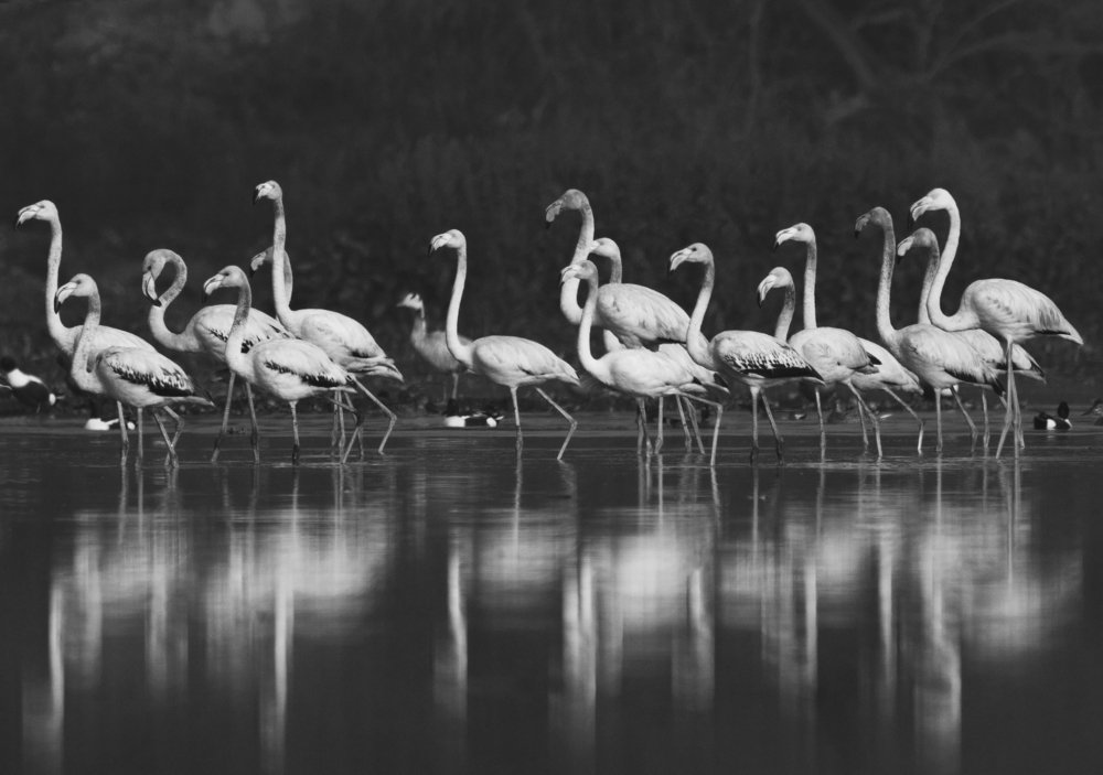 Greater flamingo