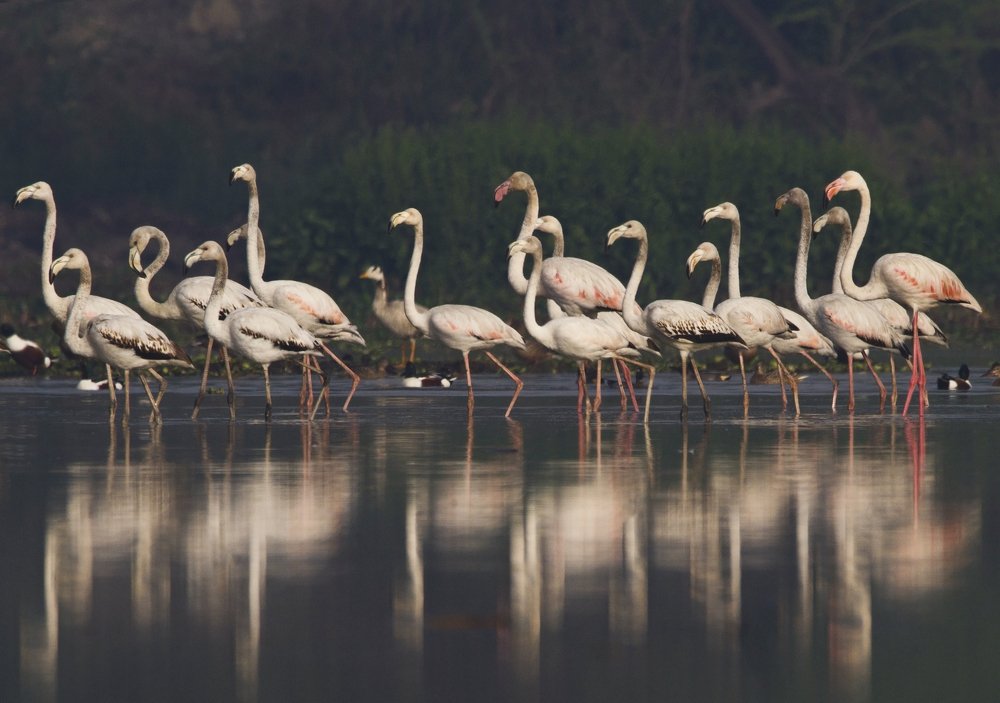 Greater flamingo