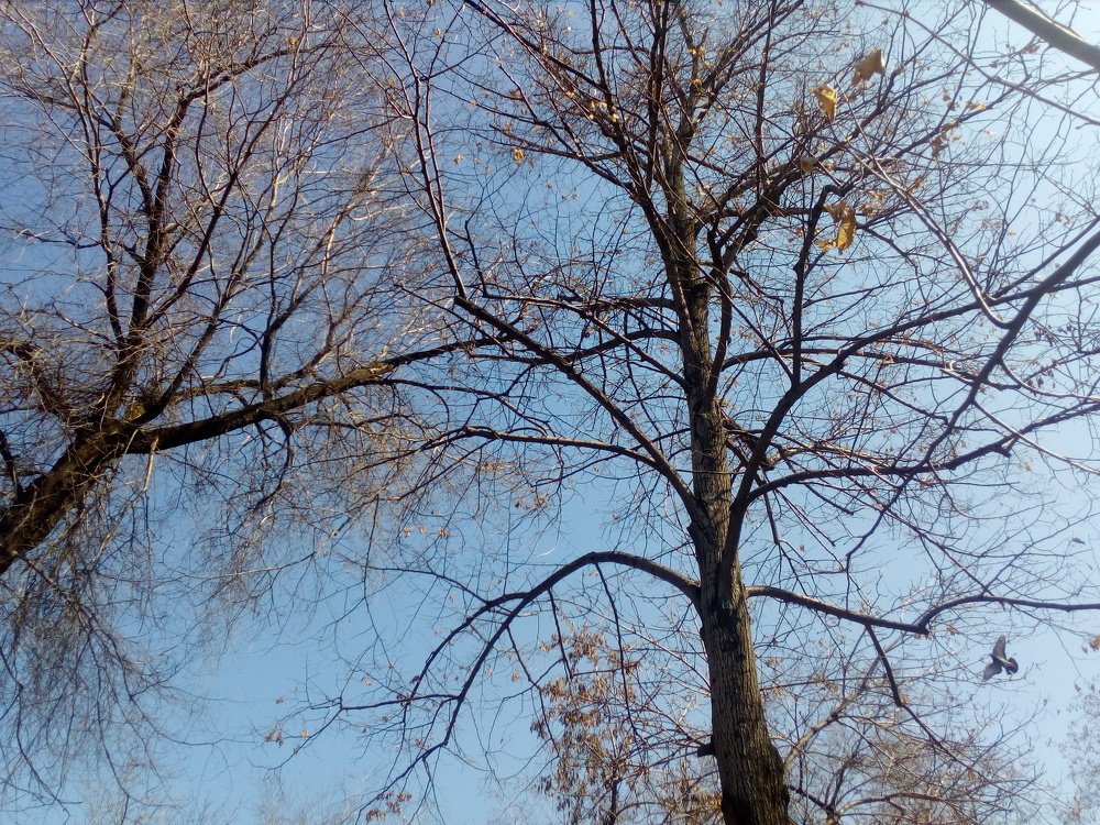 Photo #3121188