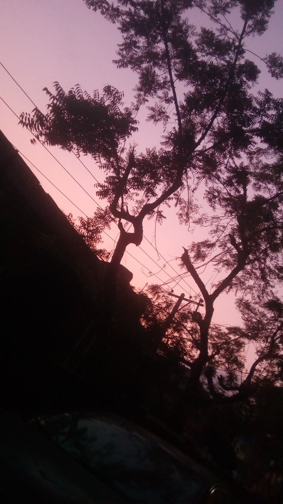 Nature shot early morning