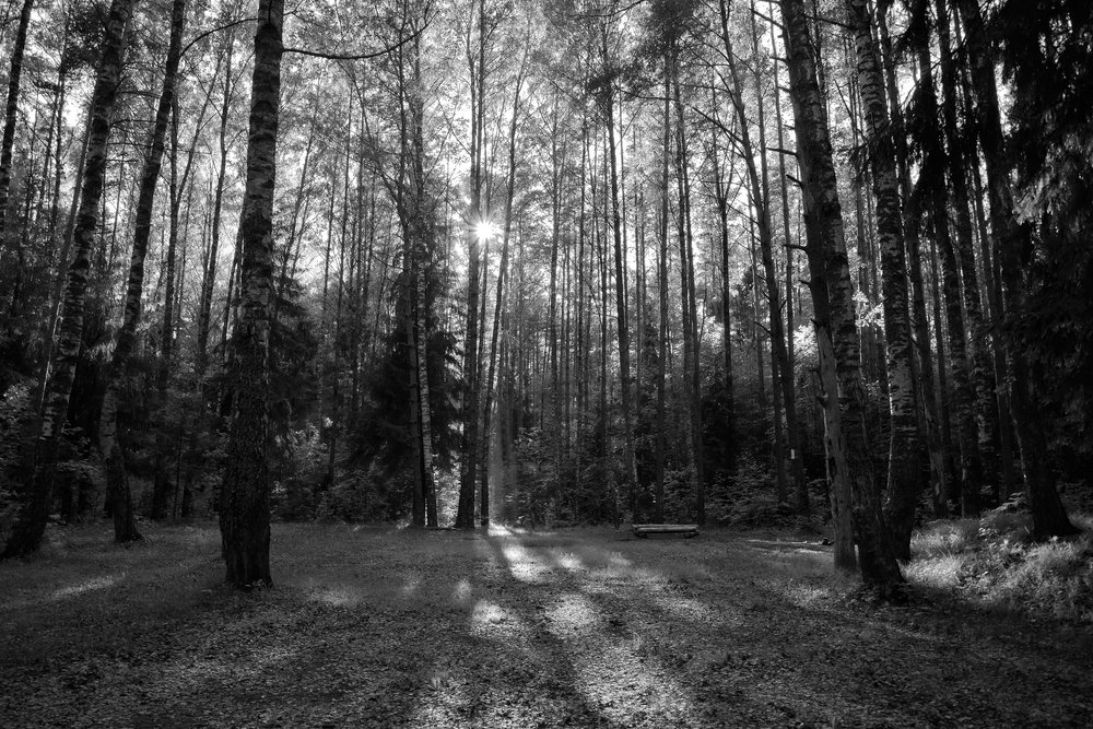 В загадочном лесу