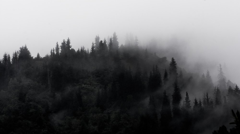 Загадочный лес