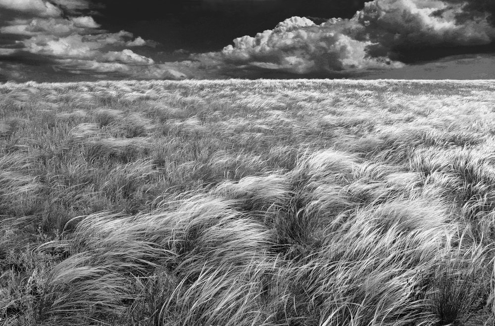 Степь ковыльная