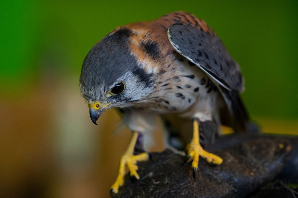 American Falcon