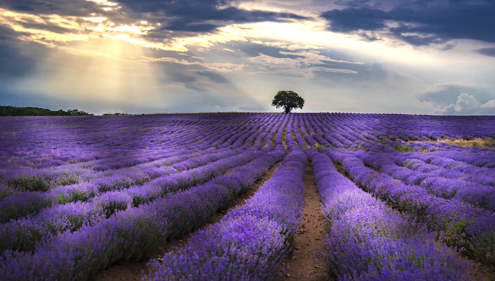 Photograph by Venelin Dimitrov