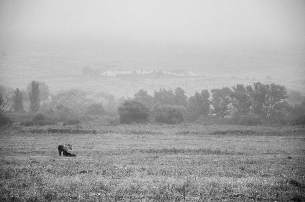 Photograph by Михаил Курихин