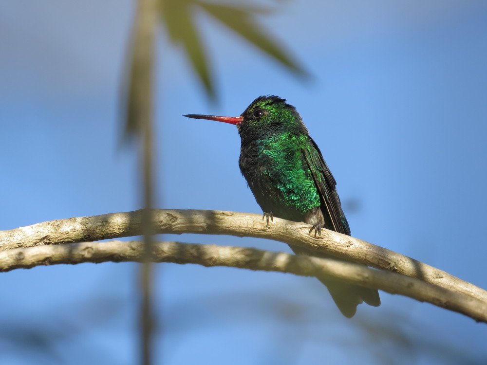 green hummingbird