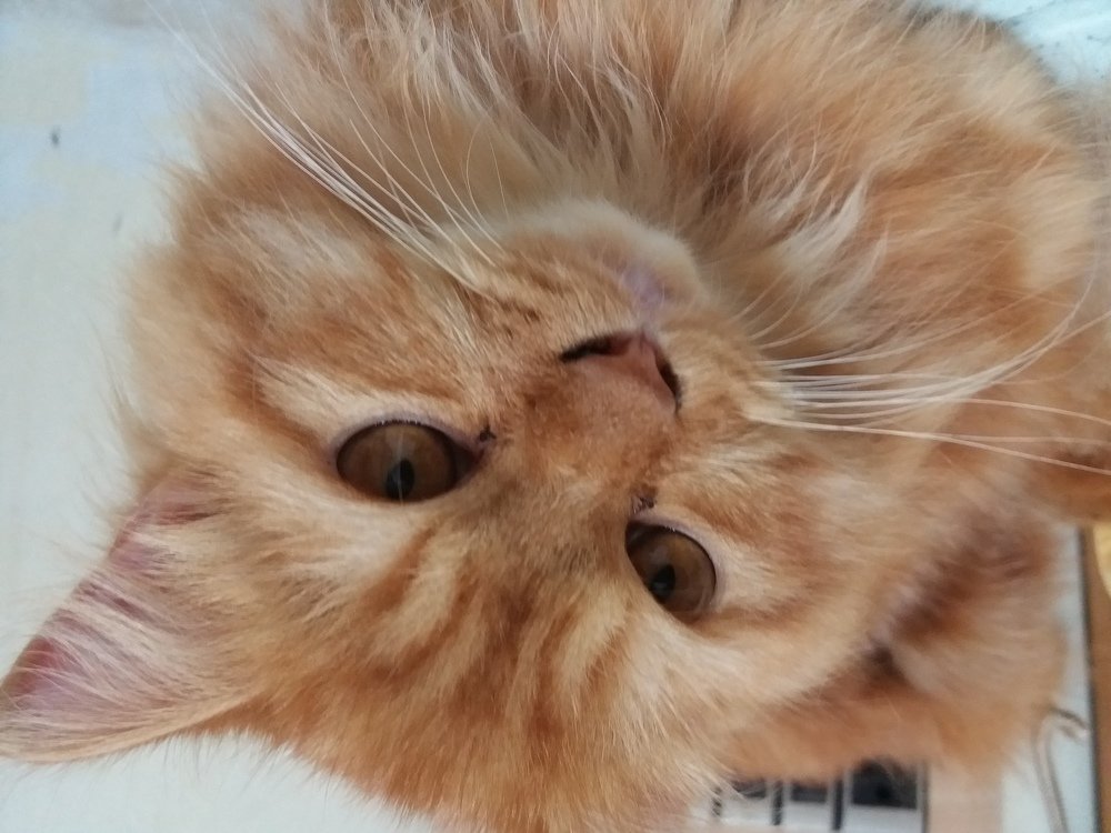 CHIKOO My Cat Pet