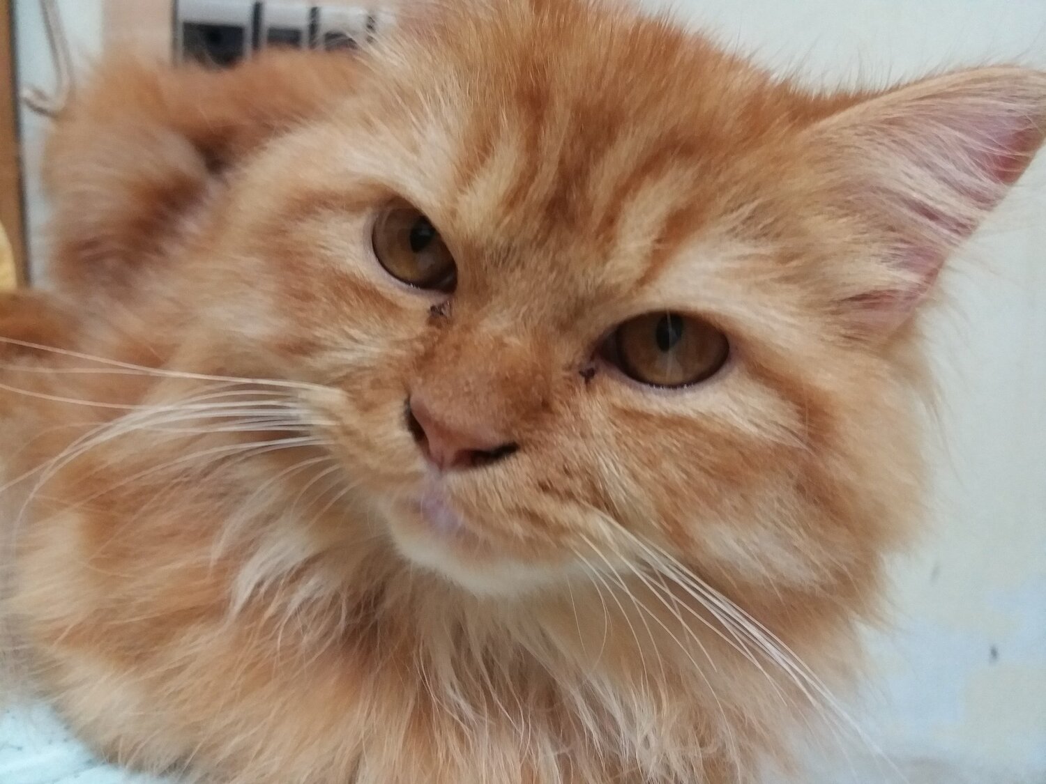 CHIKOO My Cat Pet