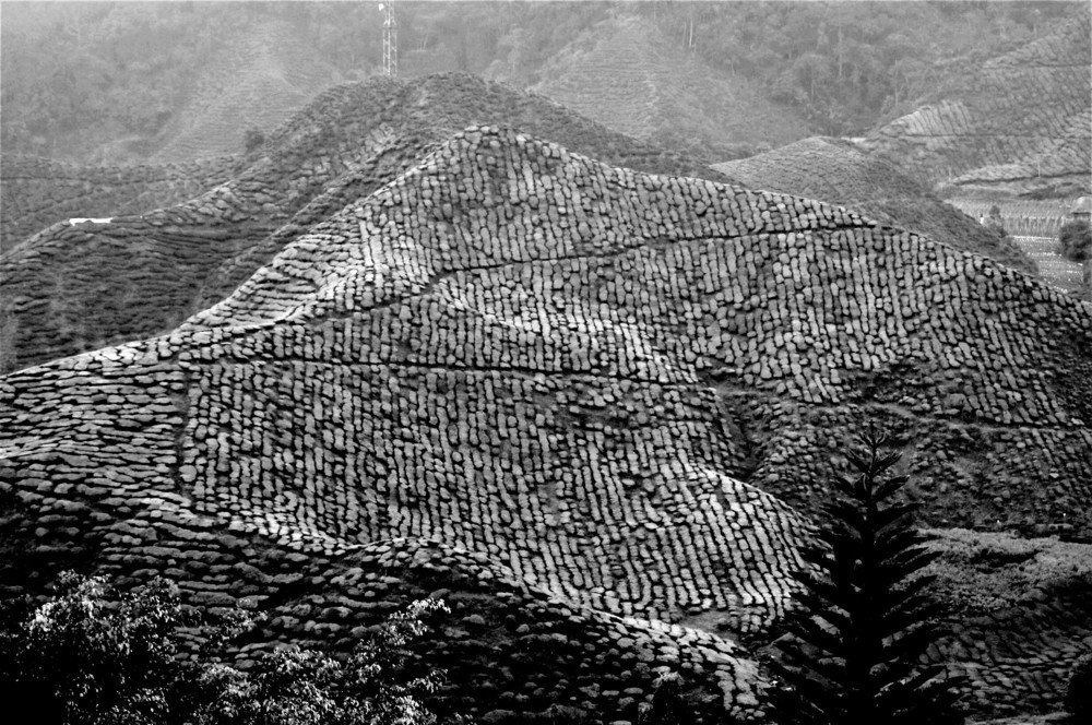 Cameron Highlands Tea Plantation