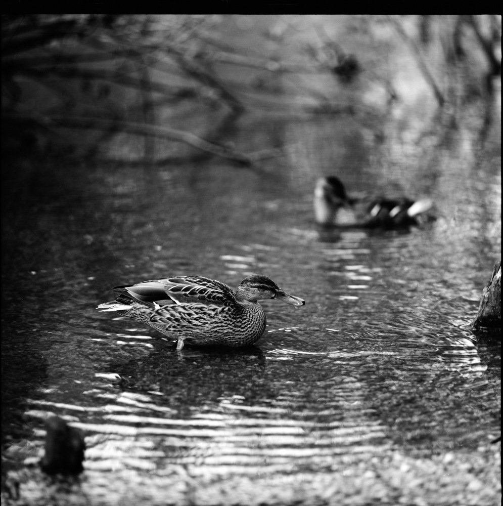 Утки на озере