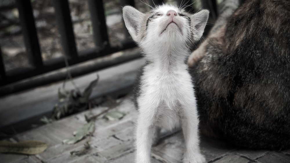 Little kitten little pray