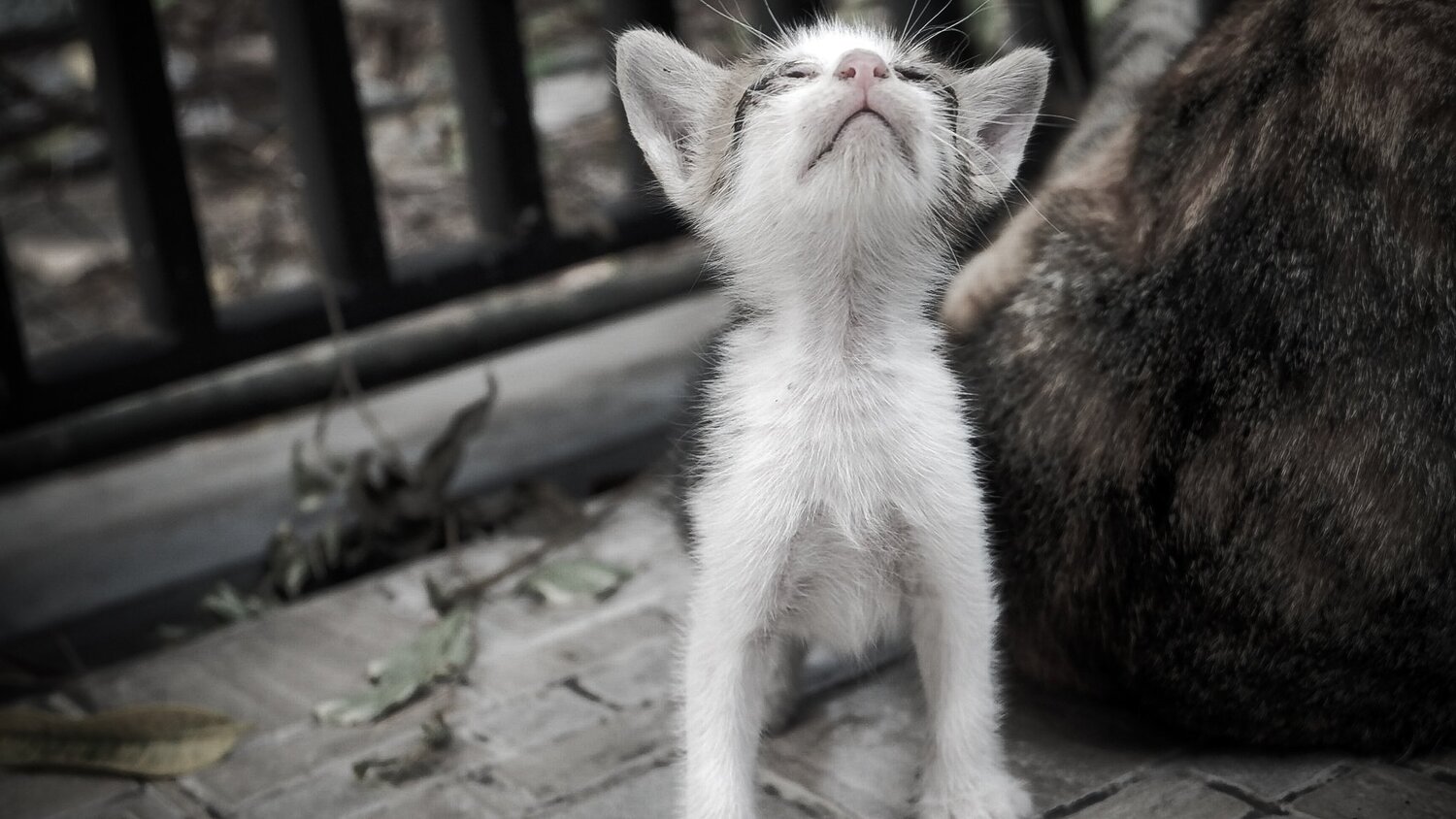 Little kitten little pray