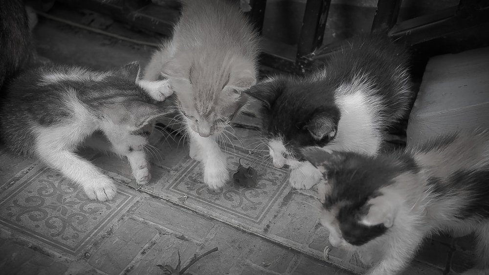 Little Playing By Little Cat : Playing Gundu