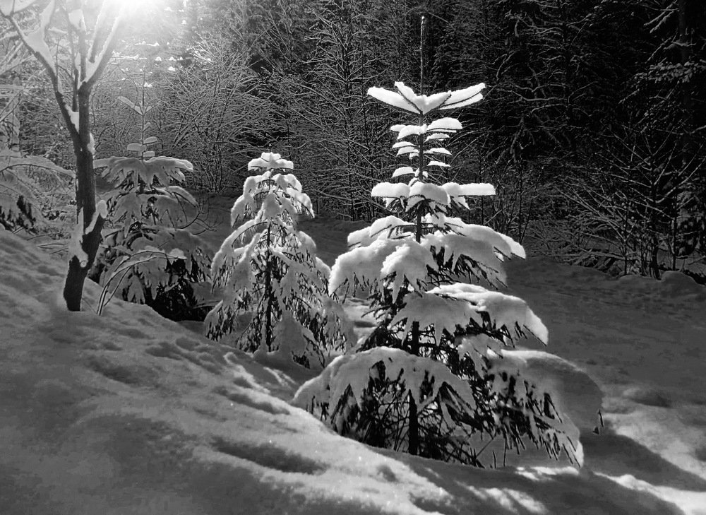 Солнечный зимний день в лесу